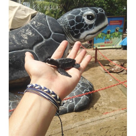 Rettet die Meeresschildkröten