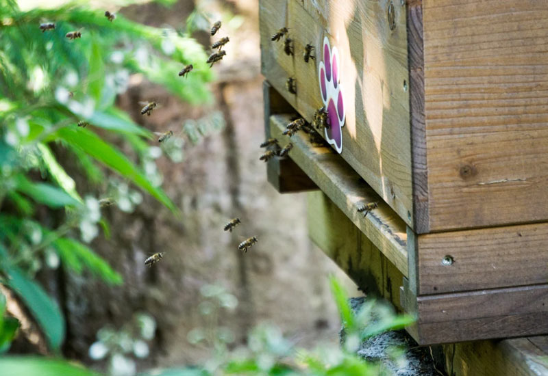 Da summt's: Bienen im Anflug auf einen der Bienenstock von more4bees © MORE4BEES