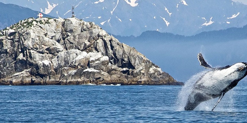 Meeressäuger in Gefahr: Sind die Wale noch zu retten?